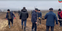 В Буйнакском районе прошла масштабная акция в рамках которой было высажено более 1000 деревьев в честь участников СВО - Буйнакский район